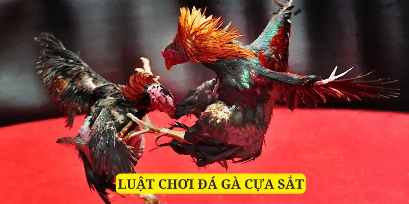 Luật của đá gà cựa sắt thế nào